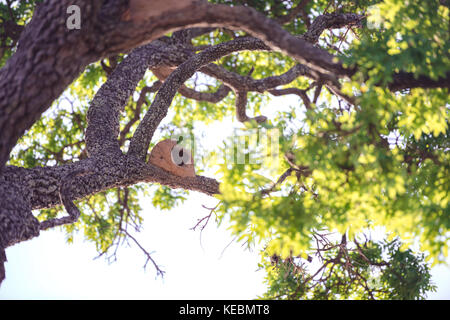 Bruant hornero la construction des nids sur l'arbre. Banque D'Images