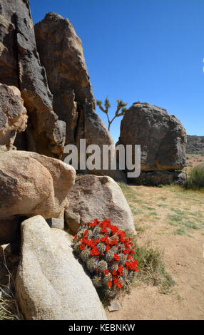 Joshua Tree rock et Fleur de cactus Banque D'Images