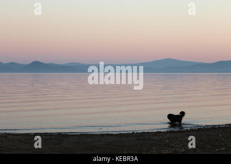 Un chien à prendre un bain dans un lac au crépuscule, avec de beaux tons chauds et doux dans le ciel et l'eau Banque D'Images