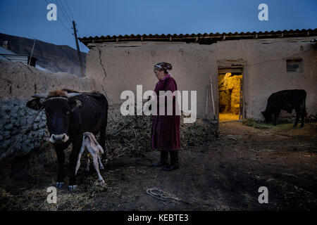 Beshkent, au Kirghizistan. 12Th oct 2016 cumagul tolukbaeva. La vache laits sa famille chaque matin et recueille de l'eau avant d'aller à son travail en tant que directeur d'école primaire. Les gens espèrent et planification de l'infrastructure visant à apporter de l'eau propre dans leurs maisons. dans les villages à travers le Kirghizistan (Asie centrale) les systèmes de distribution d'eau vétustes et de l'infrastructure est la cause de problèmes de santé tels que des éclosions d'hépatite et de maladies gastro-intestinales, en particulier chez les enfants. crédit : Jodi hilton/sopa/zuma/Alamy fil live news Banque D'Images