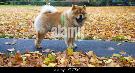 Le nord de Londres, Royaume-Uni. 20 oct, 2017. un chien dans un parc du nord de Londres recouvert de feuilles d'automne. Un avertissement de temps violent est émis par le Met Office avec des vents violents et une pluie dans la capitale de brian storm. Credit : dinendra haria/Alamy live news Banque D'Images