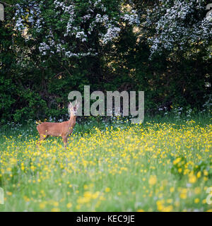 Un chevreuil dans un champ de fleurs de printemps Banque D'Images