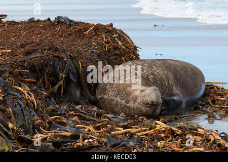 Le sud de l'homme éléphant de mer (Mirounga leonina) rayures elle-même avec une nageoire allongée sur une plage jonchée d'algues sur l'île de sea lion. Banque D'Images