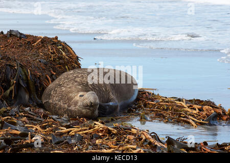 Le sud de l'homme éléphant de mer (Mirounga leonina) rayures elle-même avec une nageoire allongée sur une plage jonchée d'algues sur l'île de sea lion. Banque D'Images