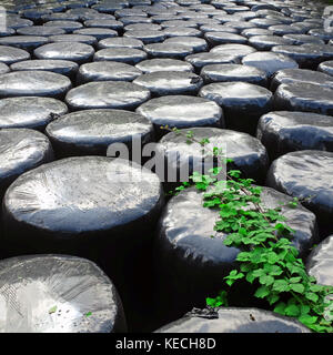 Balles d'ensilage en plastique, Bentra Road, Whitehead, Irlande du Nord. Banque D'Images