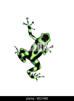 Le livre vert et noir poison dart frog isolé sur fond blanc Banque D'Images