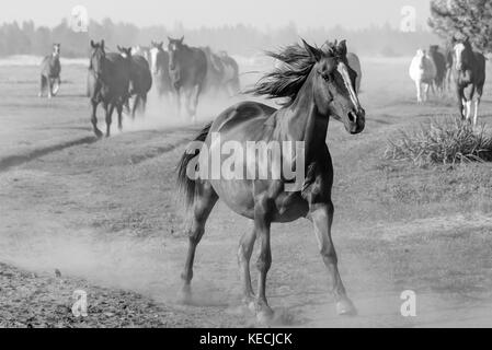 Un cheval américain s'exécute en avant du troupeau dans l'ouest américain, la crinière battant derrière elle, noir et blanc photo de chevaux course Banque D'Images