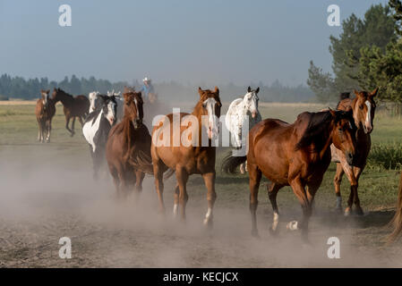 Brown horses running à travers une prairie d'herbe comme un wrangler leur apporte. Banque D'Images