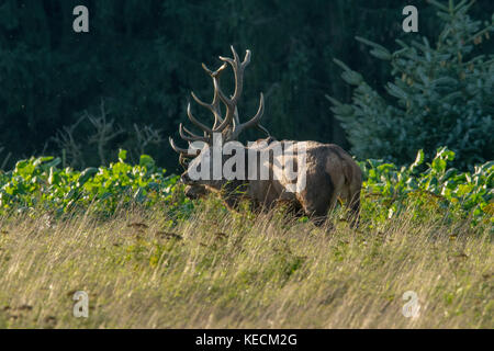 Vieux cerfs en période de reproduction Banque D'Images