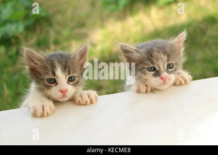 deux chatons Banque D'Images