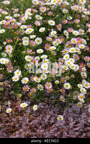 L'Erigeron karvinskianus fleurs. Banque D'Images