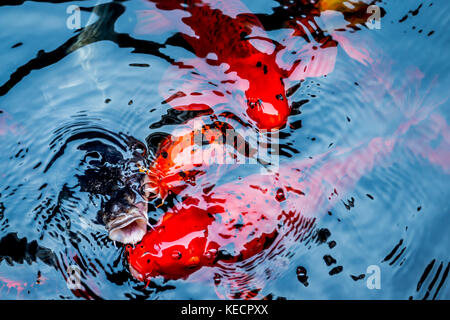 Poissons rouges et la carpe dans un étang dans un restaurant à Bangkok en Thaïlande Banque D'Images