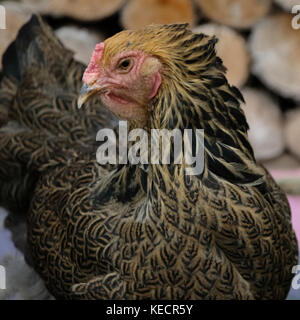 Close up d'un grand poulet brahma roaming in farmyard Banque D'Images