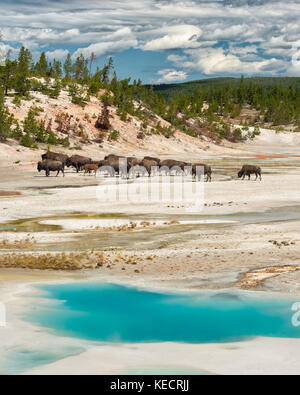 Derrière le troupeau de bisons à la piscine colloïdal Norris Geyser Basin dans le Parc National de Yellowstone, Wyoming Banque D'Images