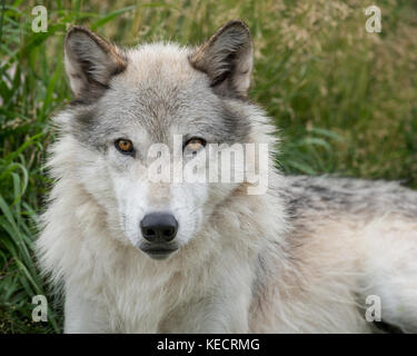 Portrait de loup gris sauvage à l'extérieur parc national de Yellowstone Banque D'Images