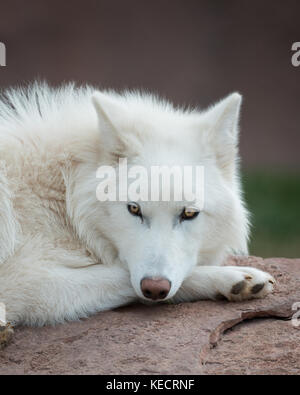 Le loup arctique (Canis lupus arctos) Banque D'Images