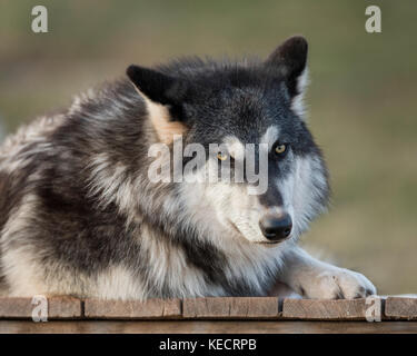 Timber Wolf (canus lupis) portrait Banque D'Images