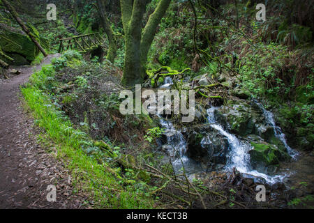 Steep Ravine Trail, parc national de Mount Tamalpais, Californie Banque D'Images