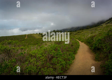 Dipsea Trail près de Stinson Beach, parc national du Mont Tamalpais, Californie Banque D'Images