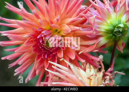 Gizela Orange dahlia '' fleurit en fleur Banque D'Images