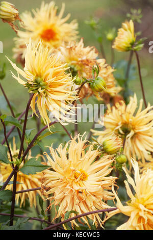 Dahlia jaune orangé ' Harmonia' fleurs en fleur Dahlias pour les boutures Banque D'Images