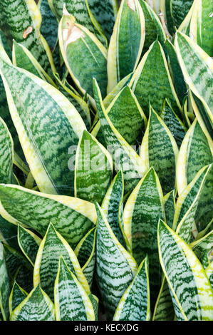 Sansevieria trifasciata 'Laurentii Nana' Banque D'Images