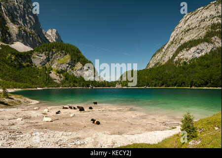 Dans gosausee ferienwohnungen hillbrand salzkammergut (Autriche) en été, les bovins se reposant près de l'eau Banque D'Images