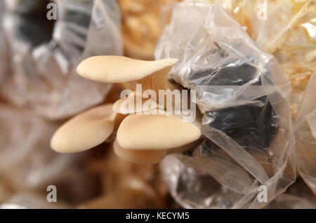 champignon Banque D'Images