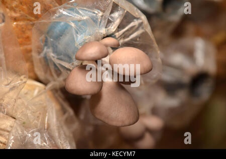 champignon Banque D'Images