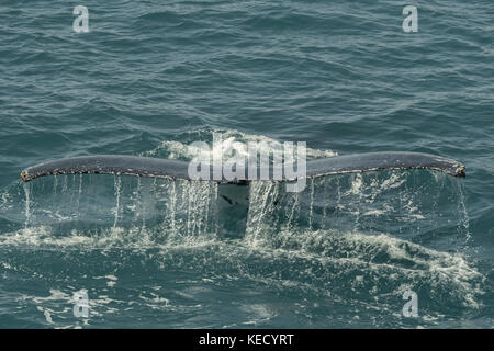 Baleine à bosse (Megaptera novaeangliae) plongée sous-marine et l'affichage de sa queue. Banque D'Images