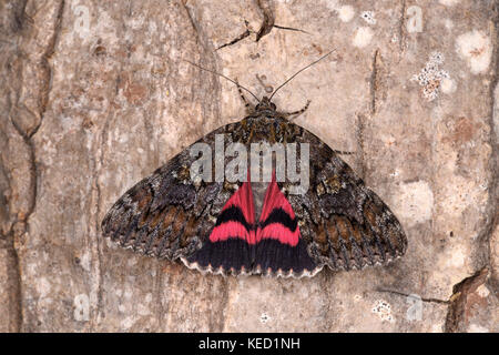 Dark crimson (catocala sponsa ailes) adulte sur le tronc de l'arbre avec des ailes arrière montrant, en captivité. Banque D'Images