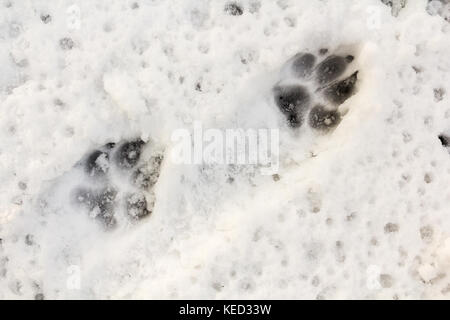 Imprimer feett chien dans la neige, animal fond Banque D'Images