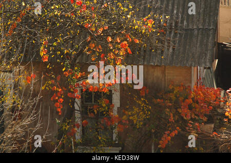 Vieille maison avec des murs rouges et l'automne saturnines cour à jour ensoleillé. concept de l'automne dans une petite ville. vue d'en haut. Banque D'Images