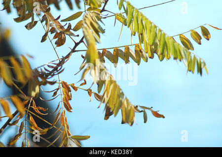 Succursale de locust tree avec automne feuilles jaunes sur le fond bleu du ciel. journée ensoleillée d'automne, l'humeur. Belle automne fond. Banque D'Images