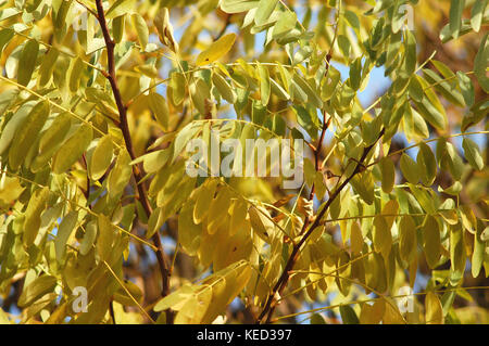 Succursale de locust tree avec automne feuilles jaunes de près. journée ensoleillée d'automne, l'humeur. Belle automne fond. Banque D'Images