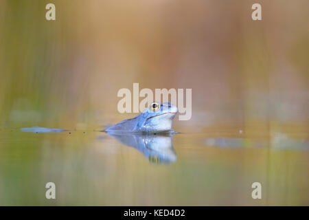 Moor frog (Rana arvalis), homme, couleur bleu pendant la saison des amours dans les eaux de frai, Thuringe, Allemagne Banque D'Images