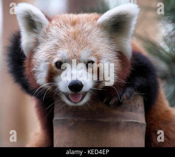 Le panda rouge (Ailurus fulgens), captive, occurrences de l'Est de l'himalaya, le sud-ouest de la Chine Banque D'Images