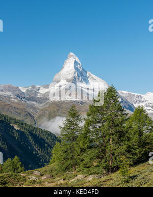 Paysage de montagne, l'épinette en face de Matterhorn, Valais, Suisse Banque D'Images