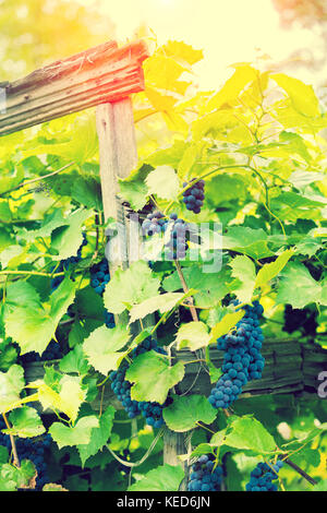 Venu de raisins sur la vigne au coucher du soleil la lumière Banque D'Images