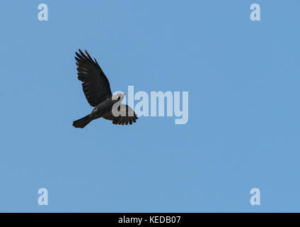 Un choucas vole dans un ciel bleu. Banque D'Images