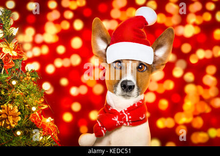 Santa Claus noël chien Jack Russell avec lumières fond flou avec red hat , derrière ,décoration de Noël drôle arbre crazy silly yeux Banque D'Images