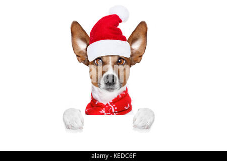 Noël père Jack Russell chien isolé sur fond blanc avec red hat , derrière bannière blanche vide placard, funny crazy silly yeux Banque D'Images