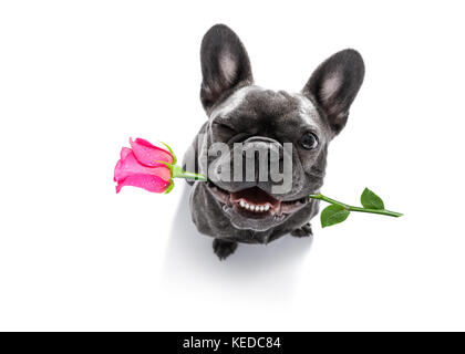 Funny chien bouledogue français,dans l'amour,à la recherche de propriétaire avec rose rose dans la bouche pour la Saint-Valentin , isolé sur fond blanc, un oeil fermé Banque D'Images