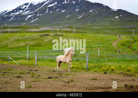 Icelandic Horse galoper sur fond de montagne Banque D'Images