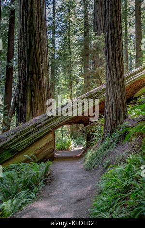 Tunnel sur sentier à travers la forêt de séquoia tombé Banque D'Images