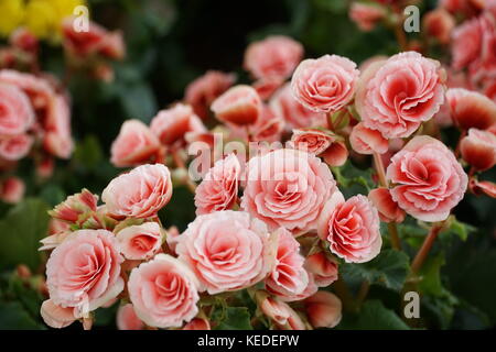 De nombreuses fleurs de bégonias tubéreux (Begonia tuberhybrida) dans le jardin. Banque D'Images