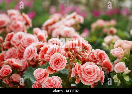 De nombreuses fleurs de bégonias tubéreux (Begonia tuberhybrida) dans le jardin. Banque D'Images