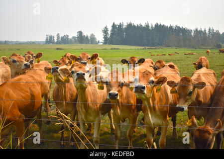 Les vaches alignées le long d'une clôture avec un câblé barb champ dans l'arrière-plan. Le ciel est blanc à partir de la fumée de l'incendies en Colombie-Britannique, Canada. Banque D'Images