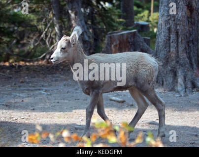 Le mouflon d'Amérique de la région de Two Medicines Lake, dans le parc national de Glacier, au Montana, aux États-Unis Banque D'Images