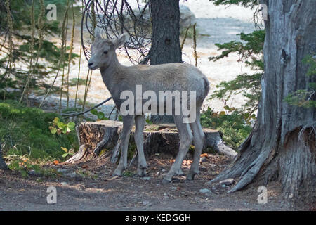 Le mouflon d'Amérique de la région de Two Medicines Lake, dans le parc national de Glacier, au Montana, aux États-Unis Banque D'Images